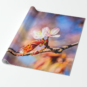 Två Fantastisk Sakura Flowers. Rosa, blå bakgrund Presentpapper