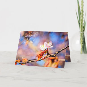 Två Fantastisk Sakura Flowers. Rosa, blå bakgrund Tack Kort