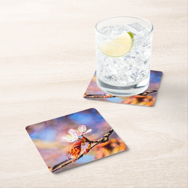 Två Fantastisk Sakura Flowers. Rosa, blå bakgrund Underlägg Papper Kvadrat (Insitu)