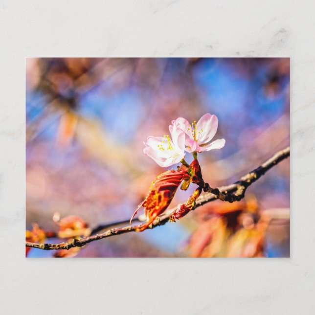 Två Fantastisk Sakura Flowers. Rosa, blå bakgrund Vykort (Framsida)