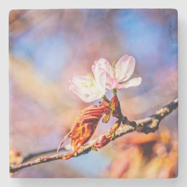 Två fantastiska Sakura-blommor. Rosa, blå bakgrund Stenunderlägg (Framsidan)
