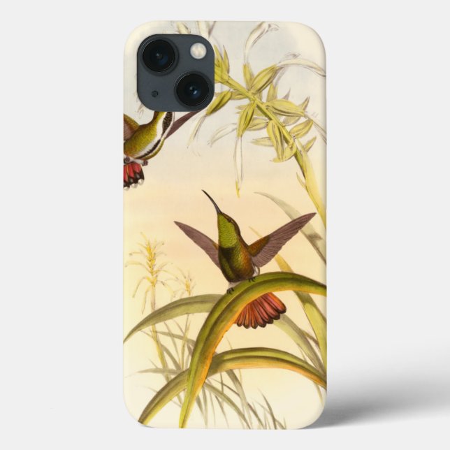 Två färgade Hummingbird som eftersträvar samma blo (Baksida)