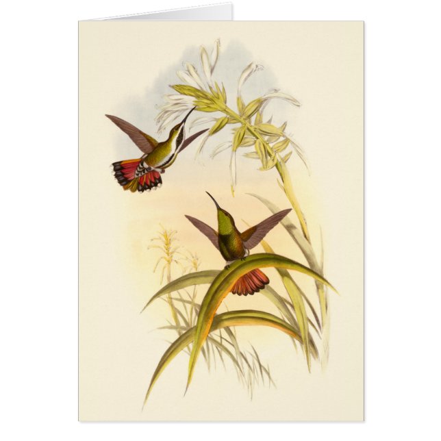 Två färgade Hummingbird som eftersträvar samma blo Hälsningskort (Framsidan)