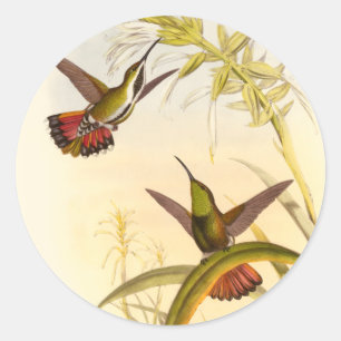 Två färgade Hummingbird som eftersträvar samma Runt Klistermärke