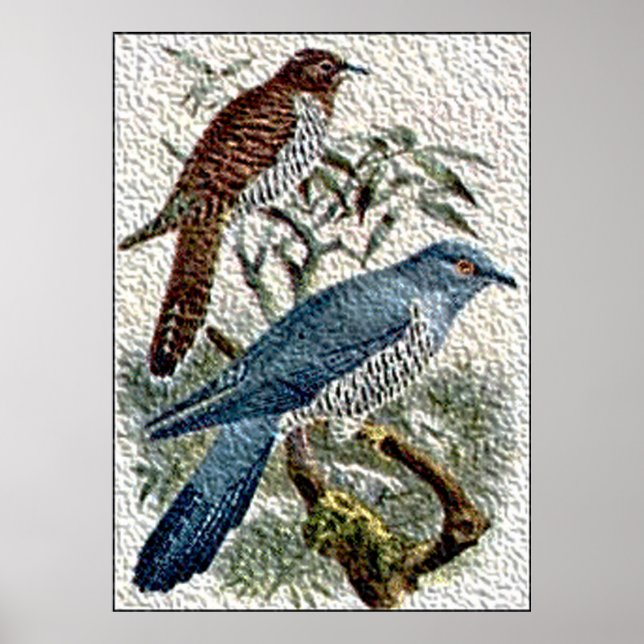 Två Färgader Cuckoo Birds in Textured Poster (Framsidan)