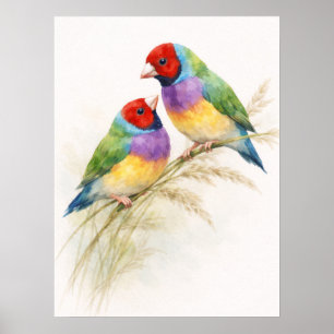 Två färgglada Gouldianfinkar Poster