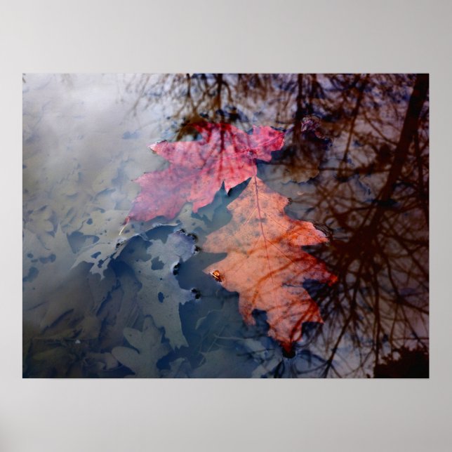 Två färgstarka höstleavew i Vatten Bassäng Poster (Framsidan)