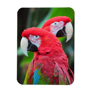 Två färgstarka parrotter, utskriftsmagnet magnet