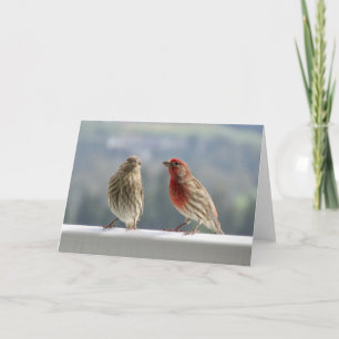 Två Finches Vänder. Kort