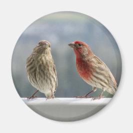Två Finches Vänder. Magnet