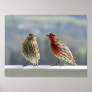 Två Finches Vänder. Poster