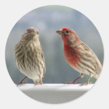 Två Finches Vänder.