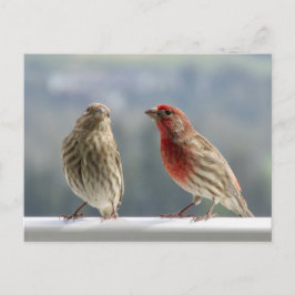 Två Finches Vänder. Vykort