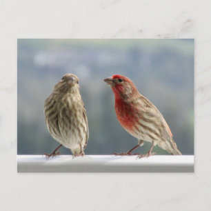 Två Finches Vänder. Vykort