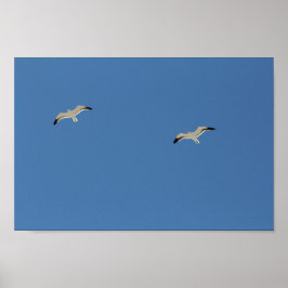 Två Fiskmås-fåglar som flyter i östra Blå himmel Poster