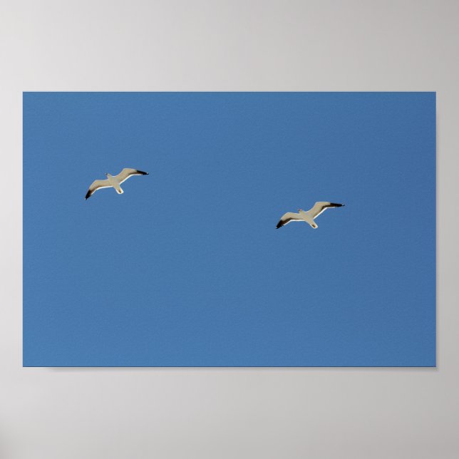 Två Fiskmås-fåglar som flyter i östra Blå himmel Poster (Framsidan)