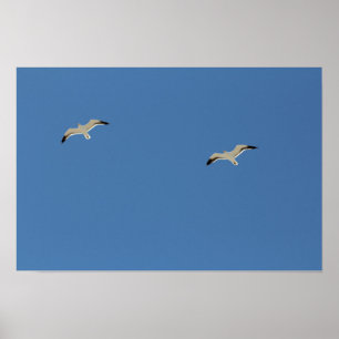 Två fiskmås som flyger A3 Poster
