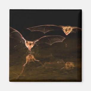 Två fladdermöss flygande över vatten, Arizona Magnet