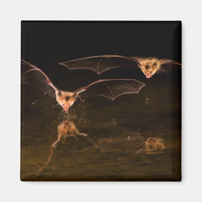 Två fladdermöss flygande över vatten, Arizona Magnet (Framsidan)