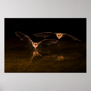 Två fladdermöss flygande över vatten, Arizona Poster