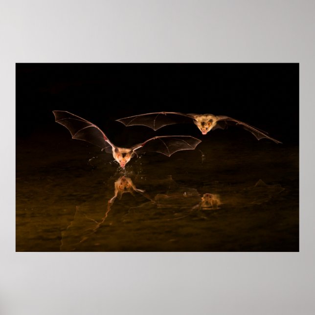Två fladdermöss flygande över vatten, Arizona Poster (Framsidan)