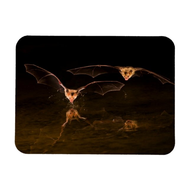 Två fladdermöss som flyger över vatten, Arizona Magnet (Horisontell)