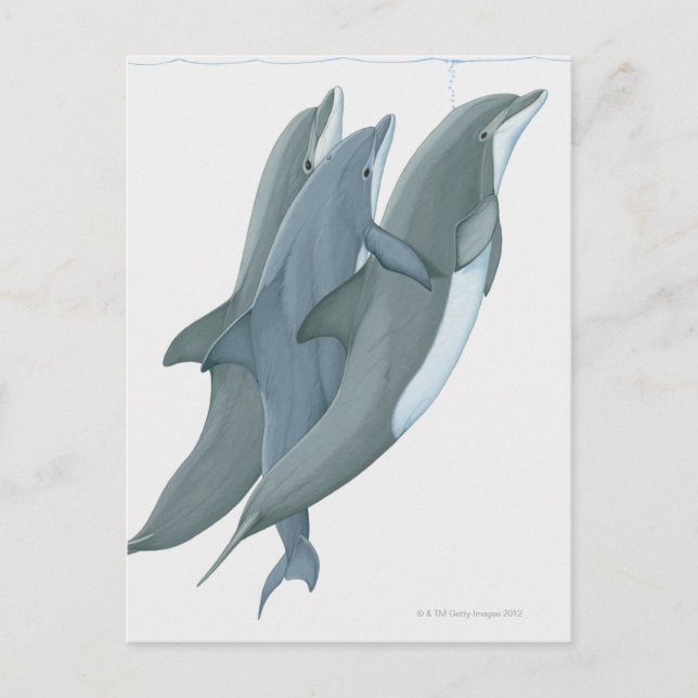 Två Flasknosdelfiner Vykort (Framsida)