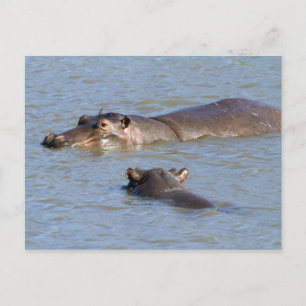Två floder i Kruger nationalpark. Vykort