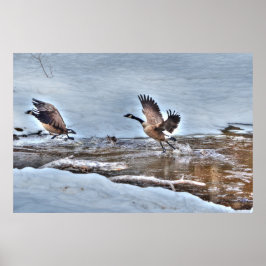 Två flygande Kanada Geese och Winter Pond Wildlife Poster