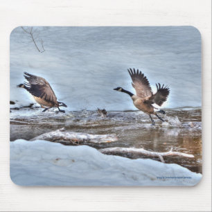 Två flygande kanadensiska gäss och Snö Wildlife Ph Musmatta