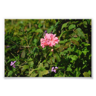 Två för ett fototryck