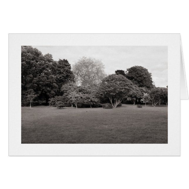 Två för Joy (Warm Toned BW Borderade) Hälsningskort (Framsidan Horizontal)