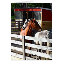 Två förälskade hästar