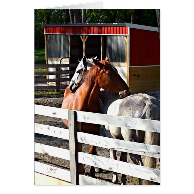 Två förälskade hästar hälsningskort (Framsidan)