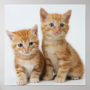 Två förtjusande kattungar poster