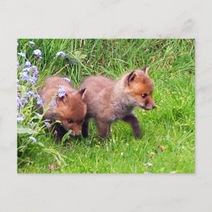 Två Fox Unge Vykort