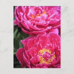 Två Fuchsia Peony Blooms-målning Vykort