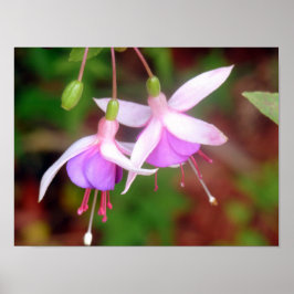 Två Fuschia Flowers Poster