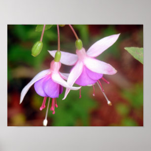 Två Fuschia Flowers Poster