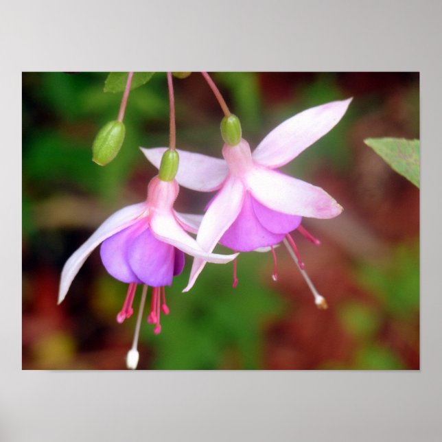 Två Fuschia Flowers Poster (Framsidan)
