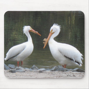 Två gamla vänner Pelicans Musmatta