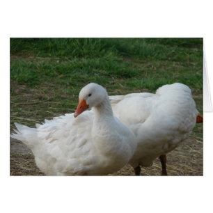 Två gäss hälsningskort