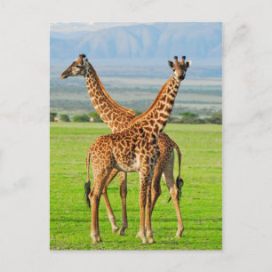 Två giraff vykort