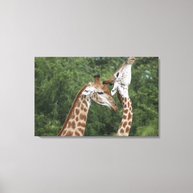 Två Giraffe (Giraffa camelopardalis) som hissar. Canvastryck (Framsida)