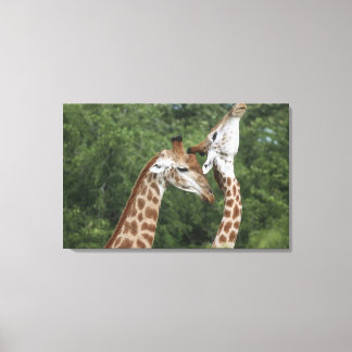 Två Giraffe (Giraffa camelopardalis) som hissar. Canvastryck