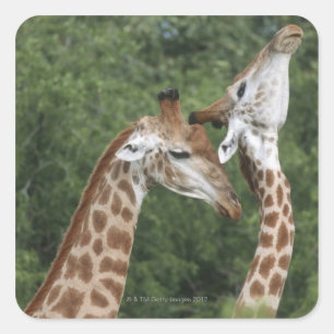Två Giraffe (Giraffa camelopardalis) som hissar. Fyrkantigt Klistermärke