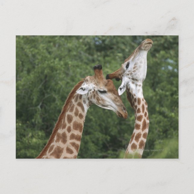Två Giraffe (Giraffa camelopardalis) som hissar. Vykort (Framsida)