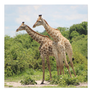 Två giraffer fototryck