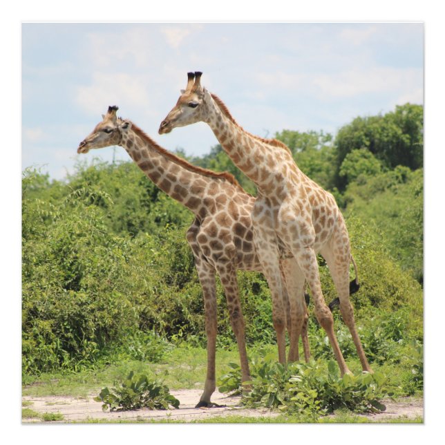 Två giraffer fototryck (Framsidan)