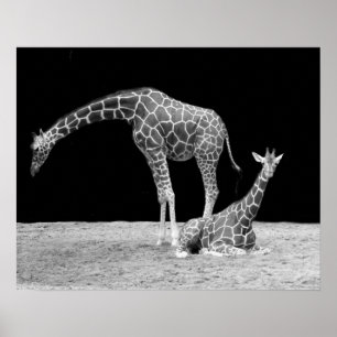 Två giraffer i svart-vit affisch